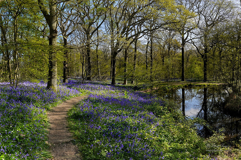 https://mdw-travel-data-us-east-1.s3.amazonaws.com/img/country/United-Kingdom/Arlington-Bluebell-Walk/img_03.jpg