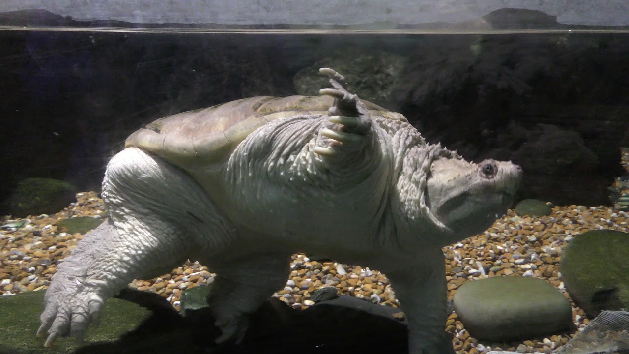 https://mdw-travel-data-us-east-1.s3.amazonaws.com/img/country/United-Kingdom/Blue-Reef-Aquarium-Portsmouth/img_01.jpg