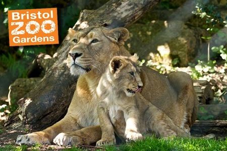 https://mdw-travel-data-us-east-1.s3.amazonaws.com/img/country/United-Kingdom/Bristol-Zoo-Gardens/img_02.jpg