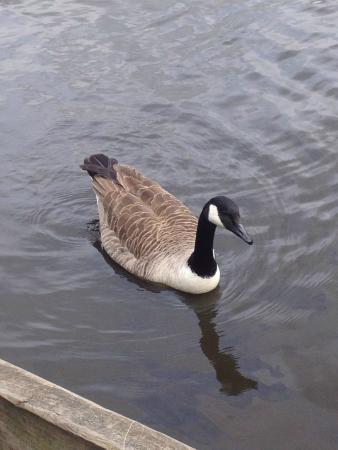 https://mdw-travel-data-us-east-1.s3.amazonaws.com/img/country/United-Kingdom/Daisy-Nook-Country-Park/img_03.jpg