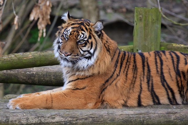 https://mdw-travel-data-us-east-1.s3.amazonaws.com/img/country/United-Kingdom/Dudley-Zoological-Gardens/img_02.jpg