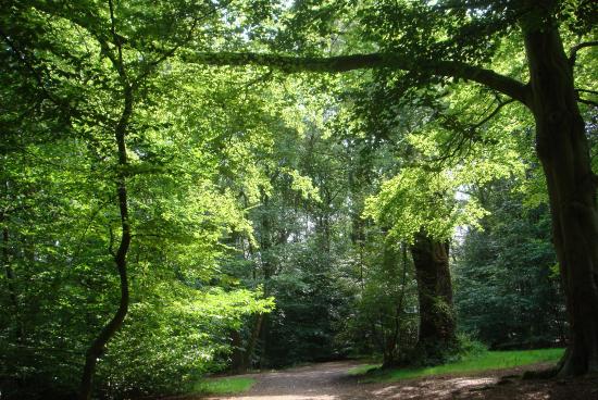 https://mdw-travel-data-us-east-1.s3.amazonaws.com/img/country/United-Kingdom/Ecclesall-Woods/img_02.jpg
