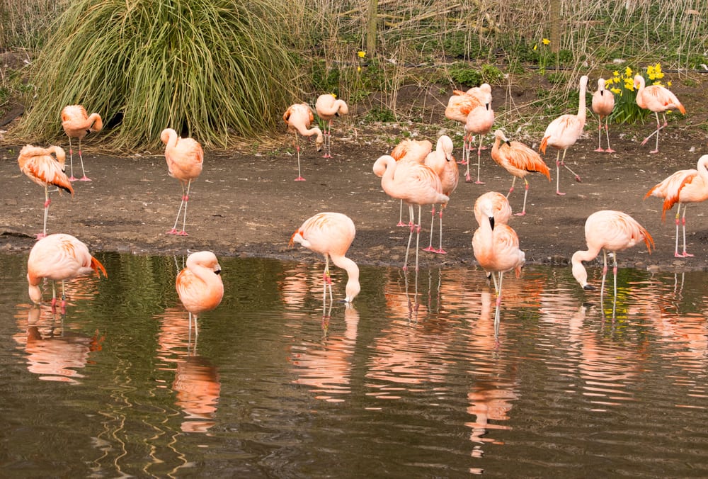 https://mdw-travel-data-us-east-1.s3.amazonaws.com/img/country/United-Kingdom/Martin-Mere-Wetland-Centre/img_03.jpg