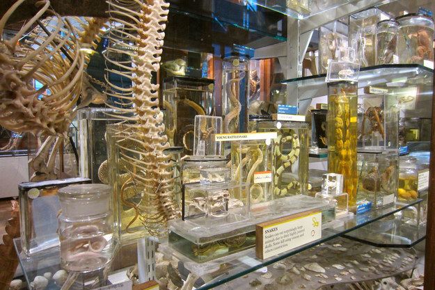 https://mdw-travel-data-us-east-1.s3.amazonaws.com/img/country/United-Kingdom/Museum-of-Zoology/img_01.jpg