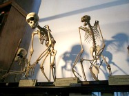 https://mdw-travel-data-us-east-1.s3.amazonaws.com/img/country/United-Kingdom/Museum-of-Zoology/img_03.jpg