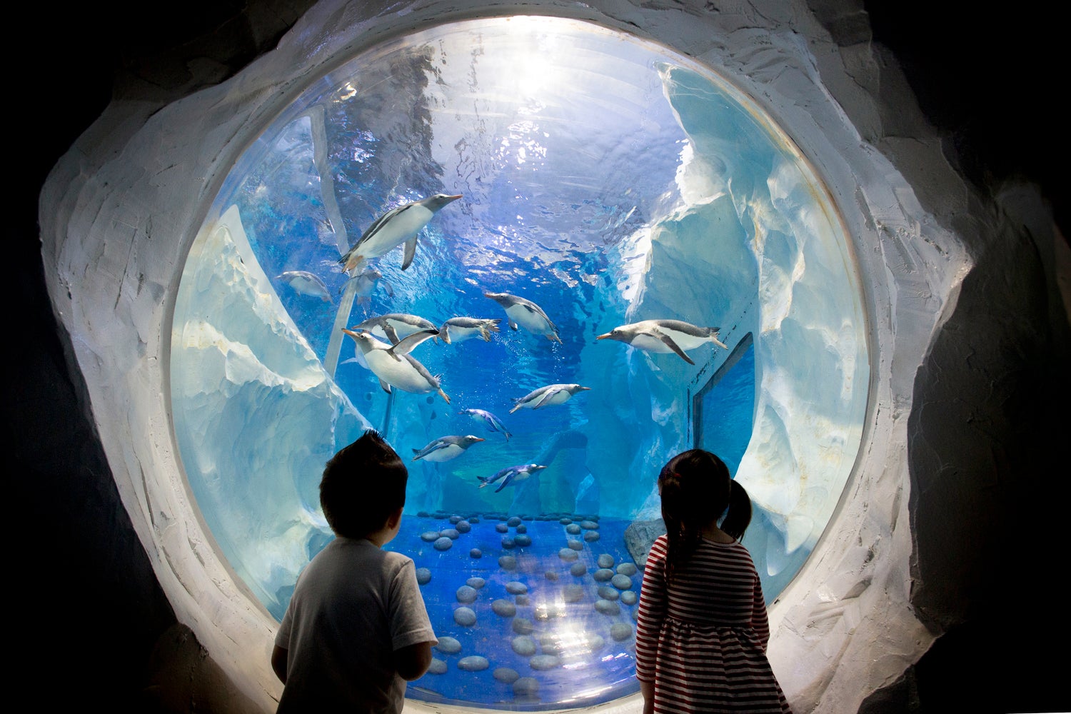 https://mdw-travel-data-us-east-1.s3.amazonaws.com/img/country/United-Kingdom/National-SEA-LIFE-Centre-Birmingham/img_00.jpg