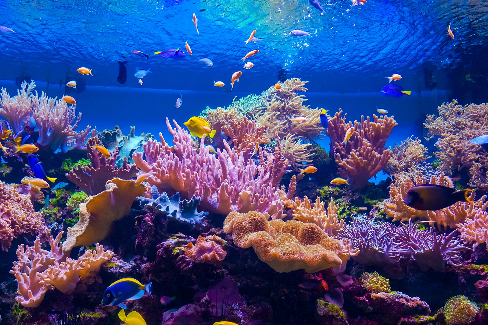 https://mdw-travel-data-us-east-1.s3.amazonaws.com/img/country/United-Kingdom/National-SEA-LIFE-Centre-Birmingham/img_01.jpg
