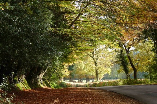 https://mdw-travel-data-us-east-1.s3.amazonaws.com/img/country/United-Kingdom/New-Forest-National-Park/img_01.jpg