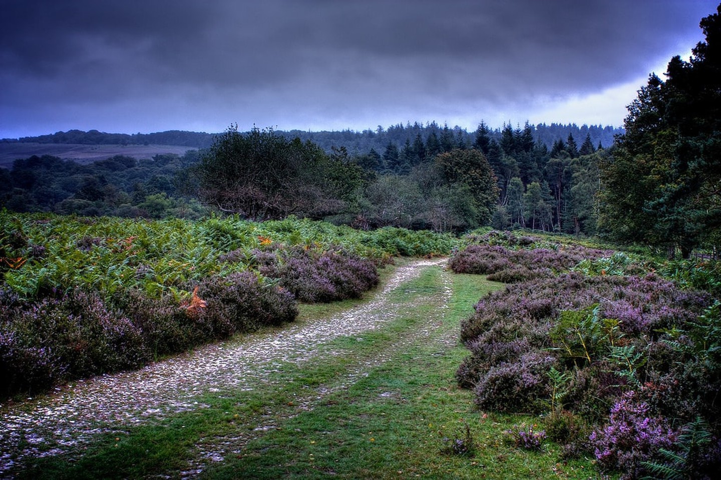 https://mdw-travel-data-us-east-1.s3.amazonaws.com/img/country/United-Kingdom/New-Forest-National-Park/img_02.jpg