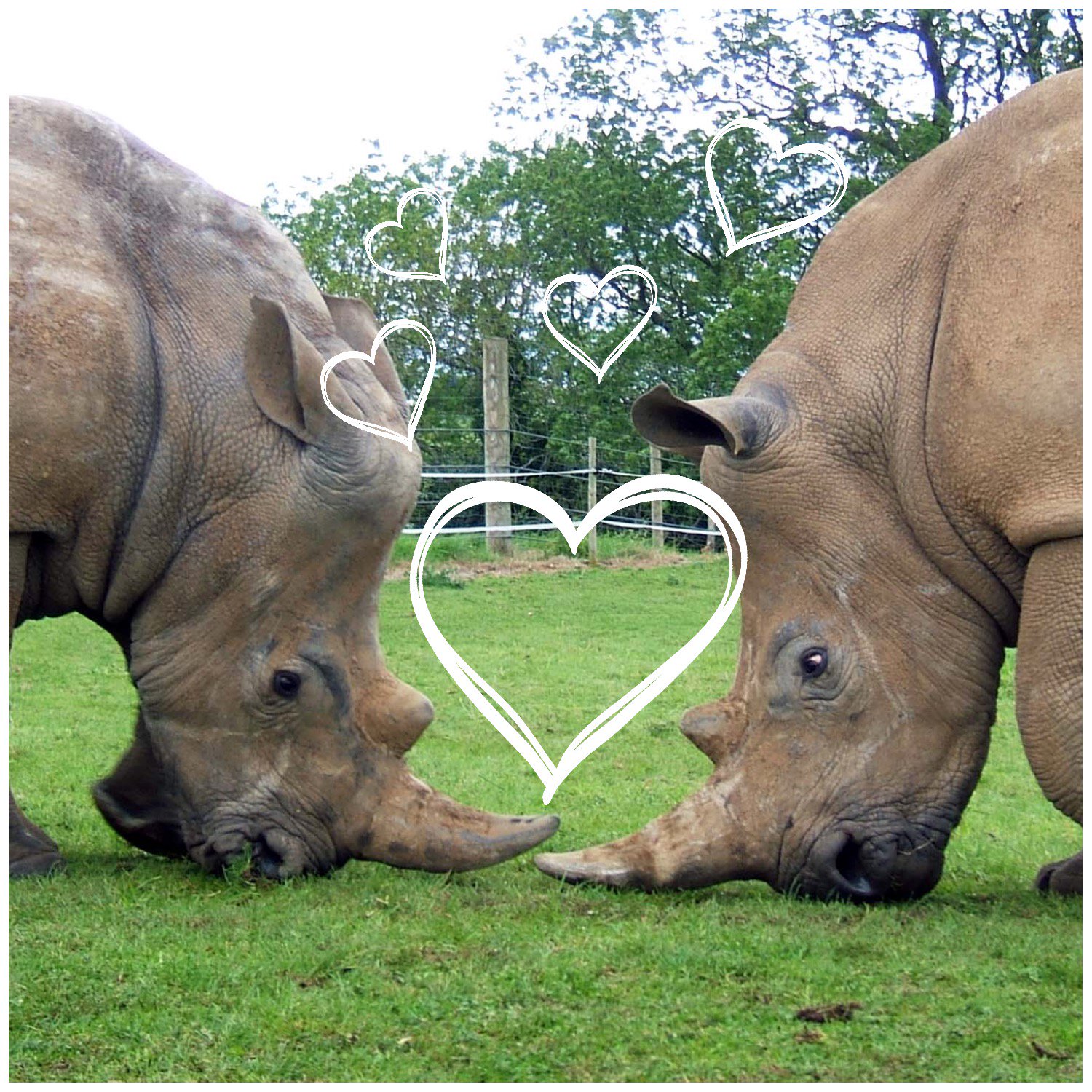 https://mdw-travel-data-us-east-1.s3.amazonaws.com/img/country/United-Kingdom/Noahs-Ark-Zoo-Farm/img_02.jpg