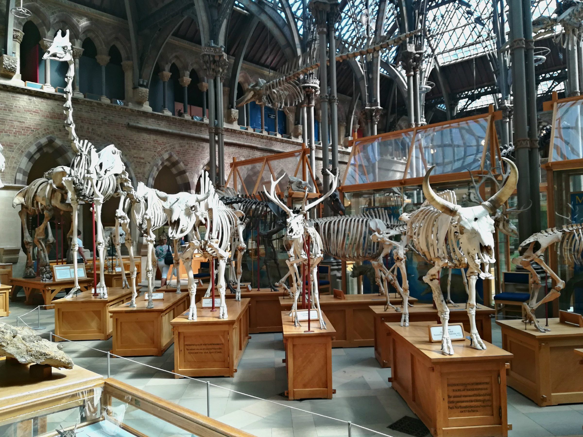 https://mdw-travel-data-us-east-1.s3.amazonaws.com/img/country/United-Kingdom/Oxford-University-Museum-of-Natural-History/img_03.jpg