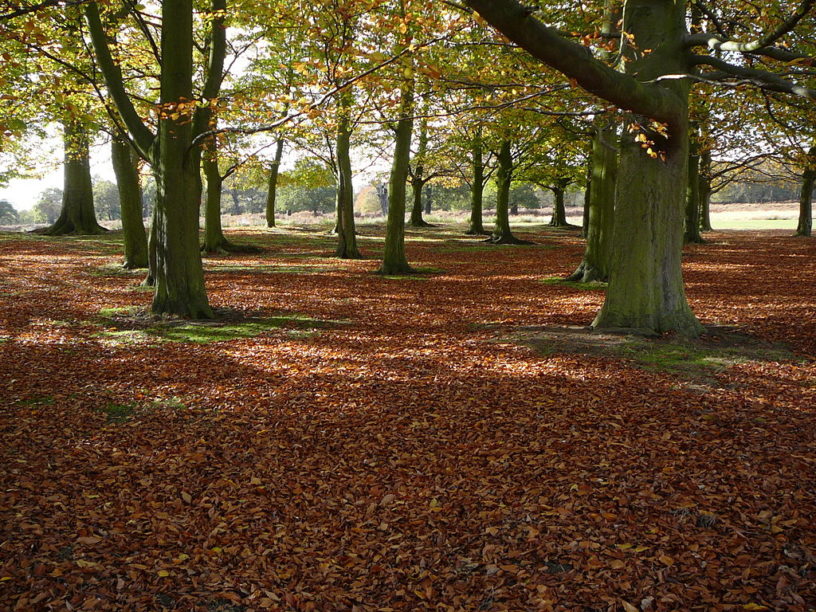 https://mdw-travel-data-us-east-1.s3.amazonaws.com/img/country/United-Kingdom/Richmond-Park/img_01.jpg