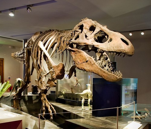 https://mdw-travel-data-us-east-1.s3.amazonaws.com/img/country/United-Kingdom/The-Great-North-Museum:-Hancock/img_03.jpg