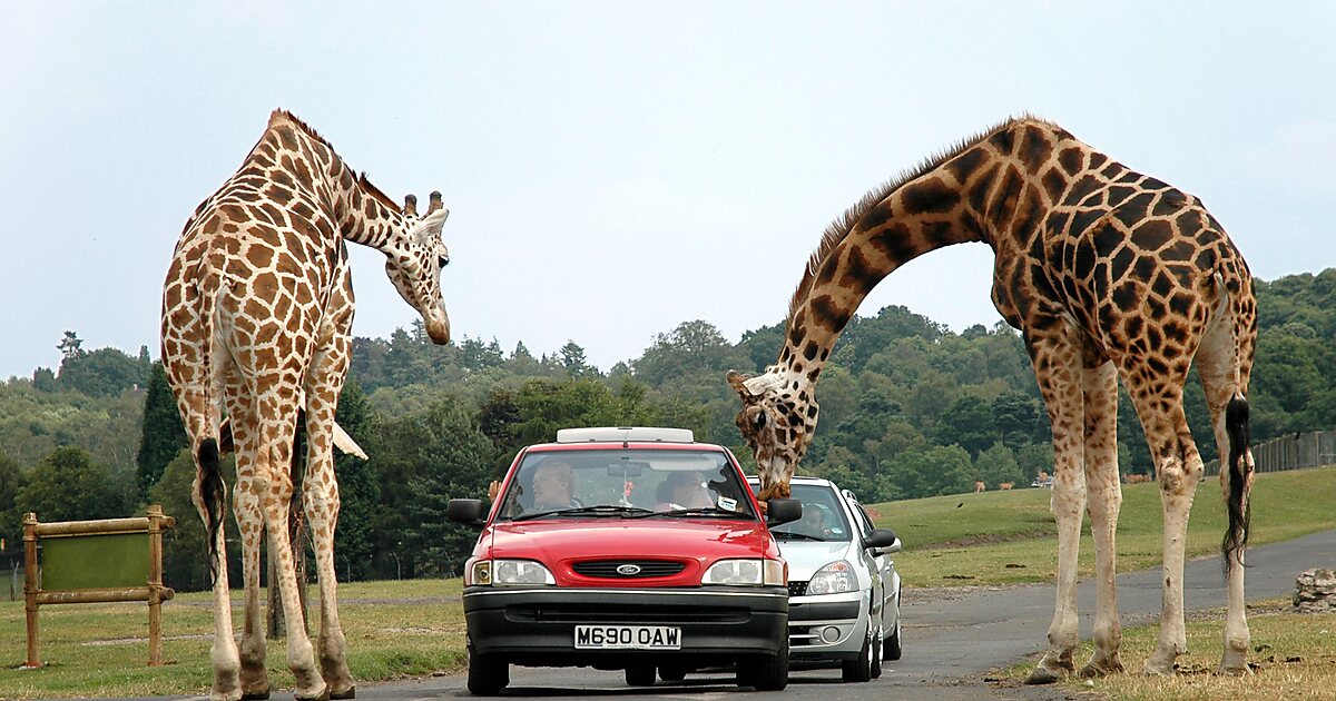 https://mdw-travel-data-us-east-1.s3.amazonaws.com/img/country/United-Kingdom/West-Midland-Safari-and-Leisure-Park/img_01.jpg