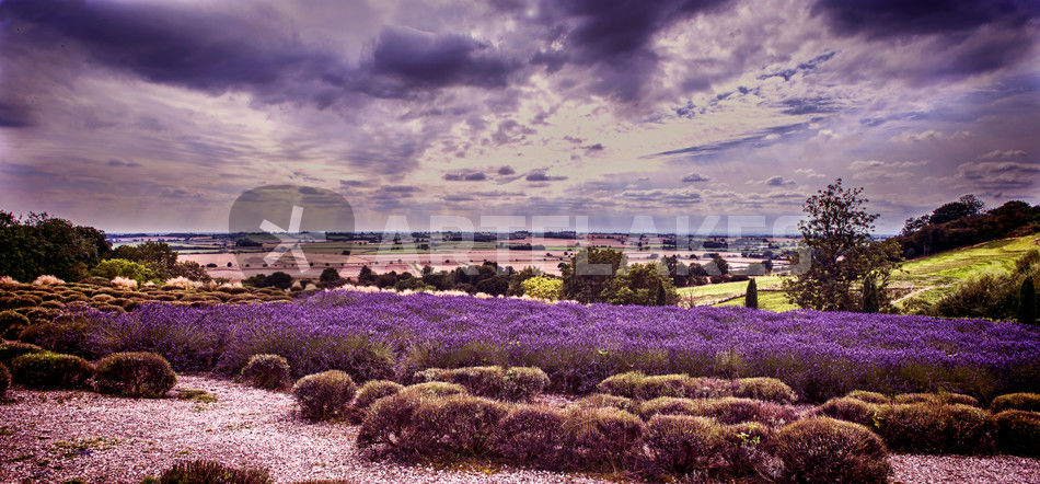 https://mdw-travel-data-us-east-1.s3.amazonaws.com/img/country/United-Kingdom/Yorkshire-Lavender/img_02.jpg
