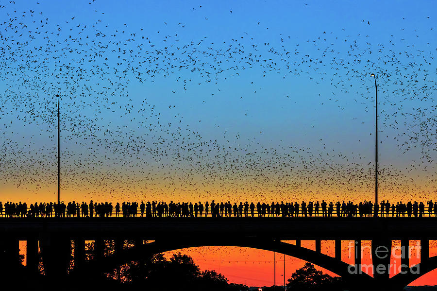 https://mdw-travel-data-us-east-1.s3.amazonaws.com/img/country/United-States/Austin-Bats/img_00.jpg