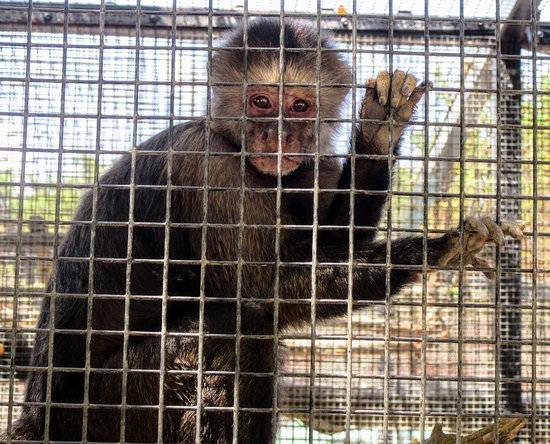 https://mdw-travel-data-us-east-1.s3.amazonaws.com/img/country/United-States/Austin-Zoo/img_02.jpg