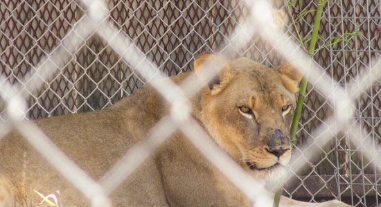 https://mdw-travel-data-us-east-1.s3.amazonaws.com/img/country/United-States/Austin-Zoo/img_03.jpg