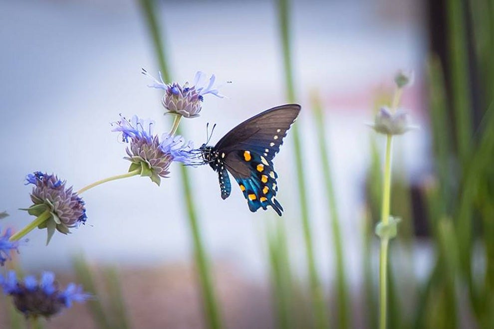 https://mdw-travel-data-us-east-1.s3.amazonaws.com/img/country/United-States/Butterfly-Wonderland/img_02.jpg
