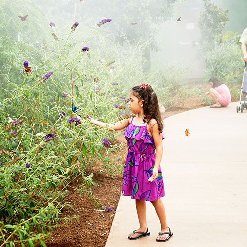 https://mdw-travel-data-us-east-1.s3.amazonaws.com/img/country/United-States/Butterfly-Wonderland/img_04.jpg