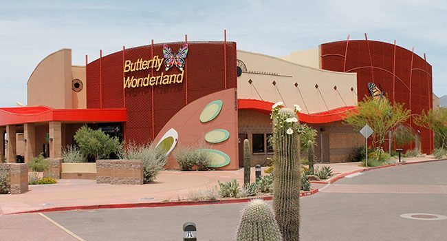 https://mdw-travel-data-us-east-1.s3.amazonaws.com/img/country/United-States/Butterfly-Wonderland/img_05.jpg