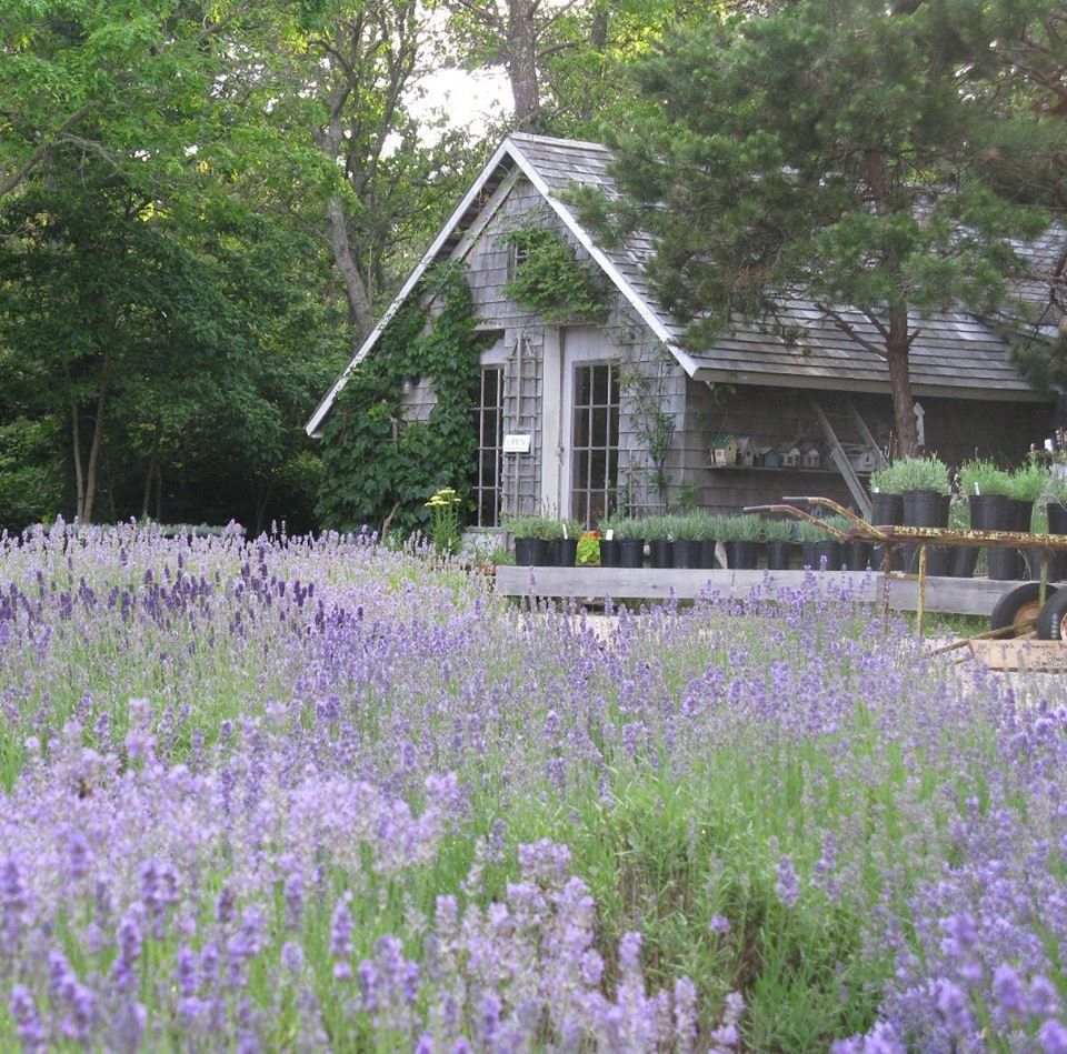https://mdw-travel-data-us-east-1.s3.amazonaws.com/img/country/United-States/Cape-Cod-Lavender-Farm/img_01.jpg