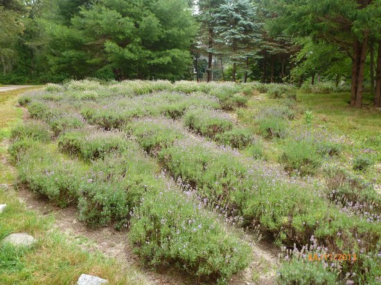https://mdw-travel-data-us-east-1.s3.amazonaws.com/img/country/United-States/Cape-Cod-Lavender-Farm/img_02.jpg