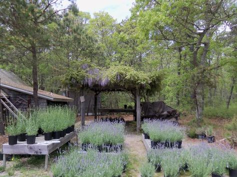https://mdw-travel-data-us-east-1.s3.amazonaws.com/img/country/United-States/Cape-Cod-Lavender-Farm/img_03.jpg