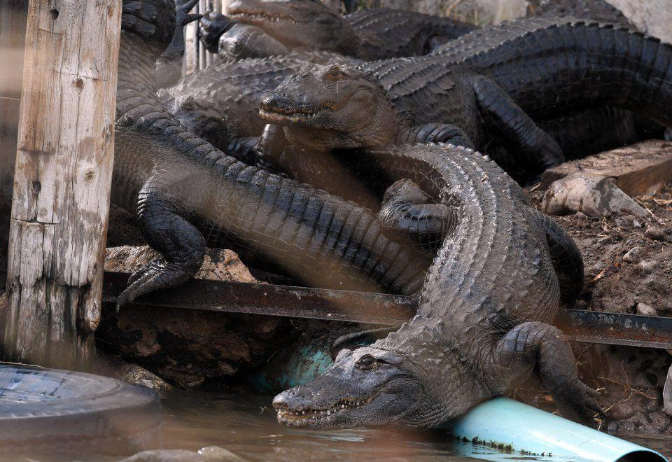 https://mdw-travel-data-us-east-1.s3.amazonaws.com/img/country/United-States/Colorado-Gators-Reptile-Park/img_01.jpg