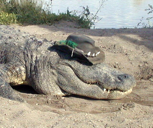 https://mdw-travel-data-us-east-1.s3.amazonaws.com/img/country/United-States/Colorado-Gators-Reptile-Park/img_03.jpg