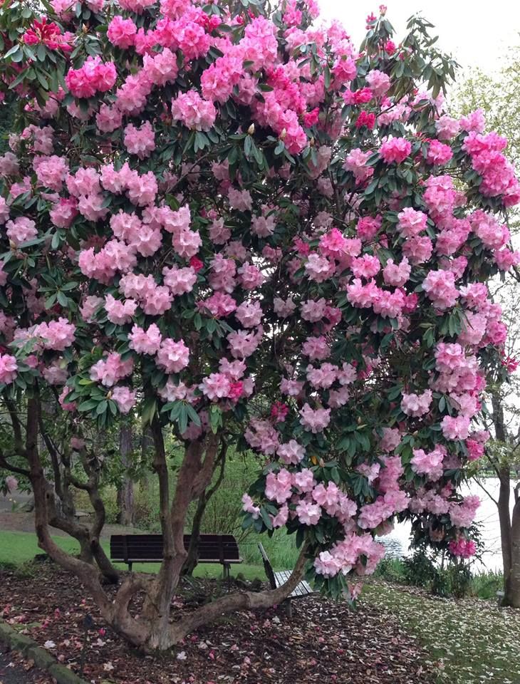 https://mdw-travel-data-us-east-1.s3.amazonaws.com/img/country/United-States/Crystal-Springs-Rhododendron-Garden/img_02.jpg