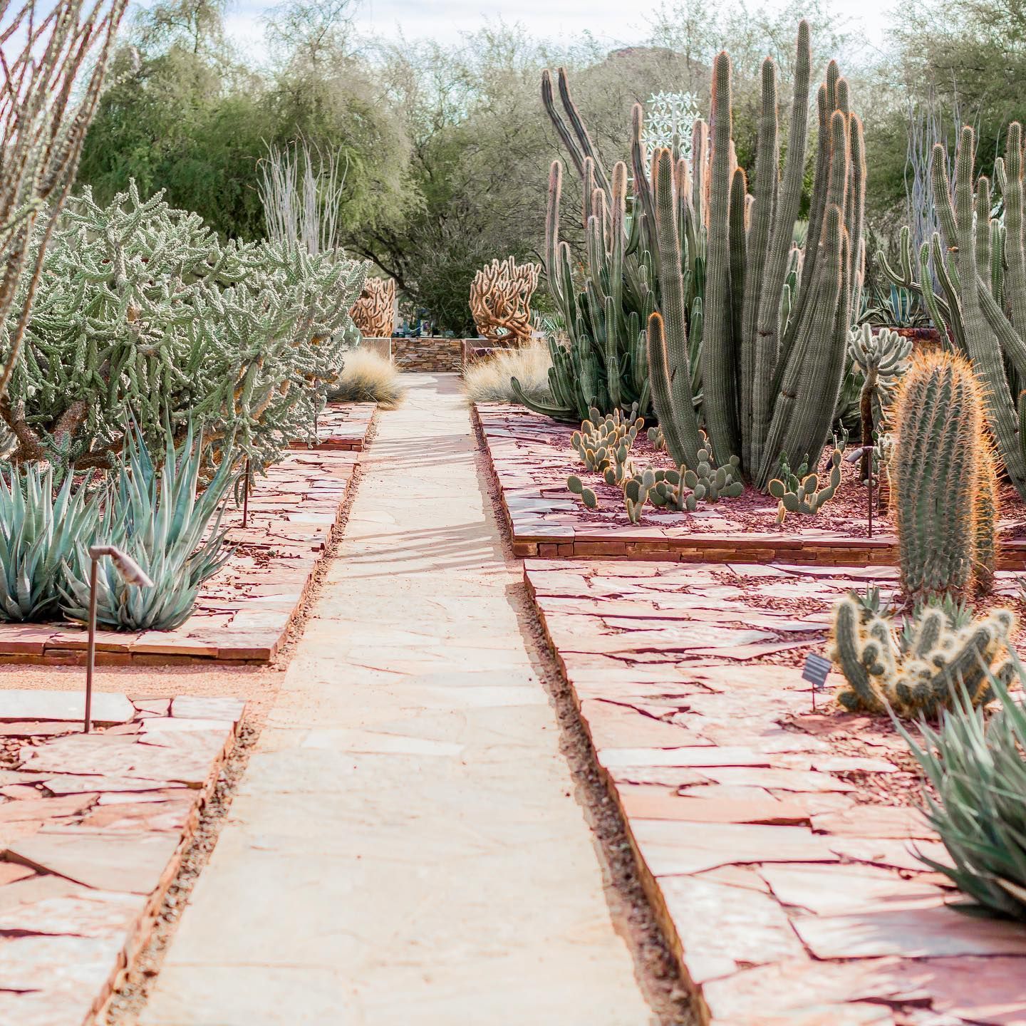 https://mdw-travel-data-us-east-1.s3.amazonaws.com/img/country/United-States/Desert-Botanical-Garden/img_01.jpg