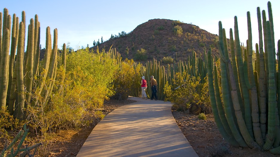 https://mdw-travel-data-us-east-1.s3.amazonaws.com/img/country/United-States/Desert-Botanical-Garden/img_03.jpg