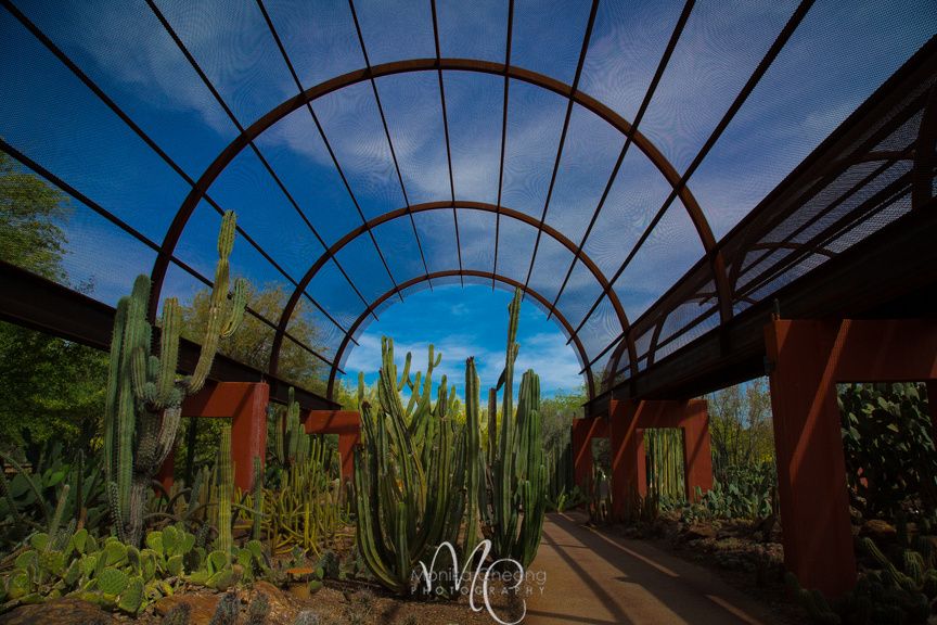 https://mdw-travel-data-us-east-1.s3.amazonaws.com/img/country/United-States/Desert-Botanical-Garden/img_04.jpg