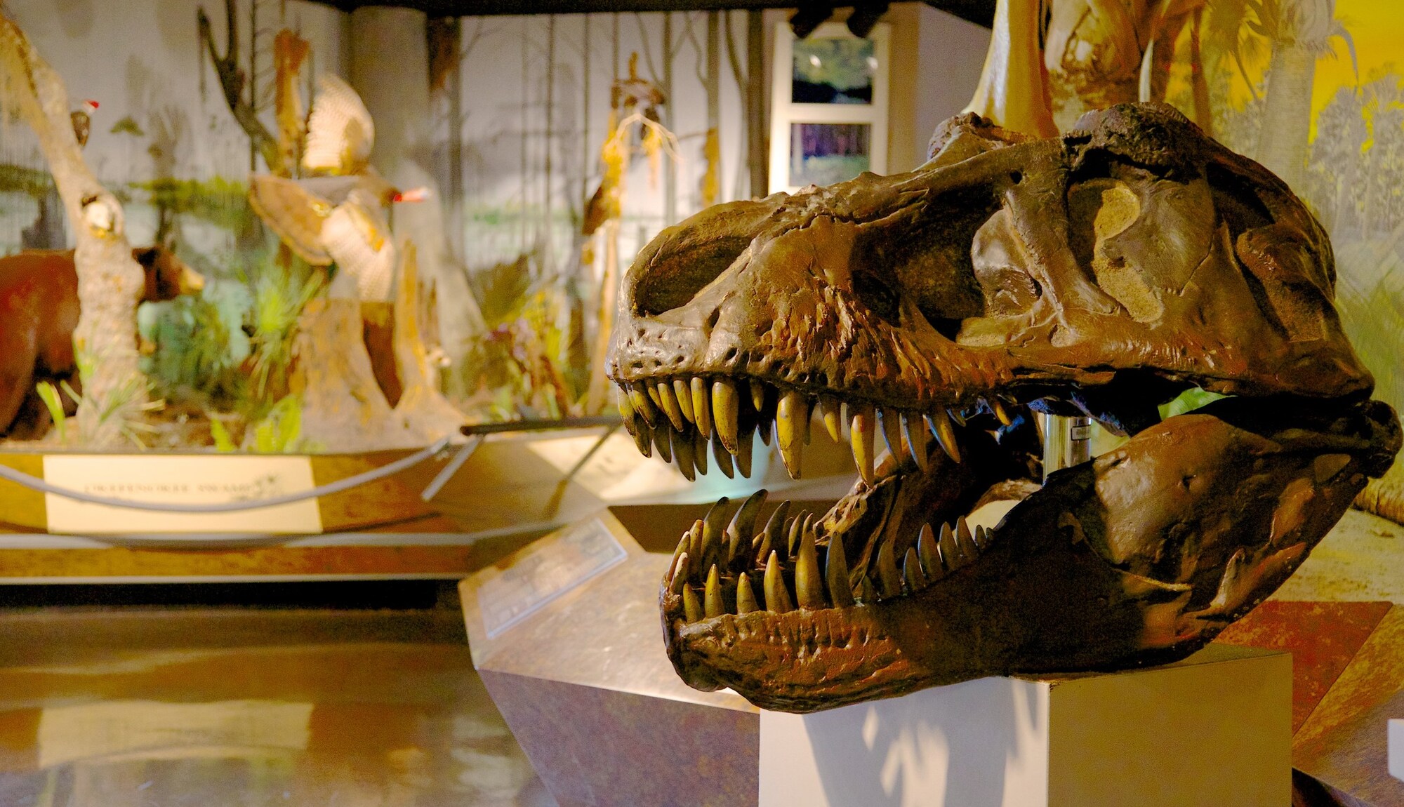 https://mdw-travel-data-us-east-1.s3.amazonaws.com/img/country/United-States/Fernbank-Science-Center/img_01.jpg