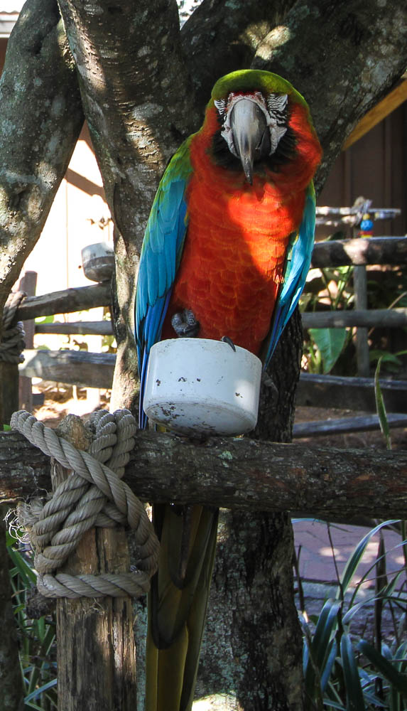 https://mdw-travel-data-us-east-1.s3.amazonaws.com/img/country/United-States/Gatorland/img_00.jpg