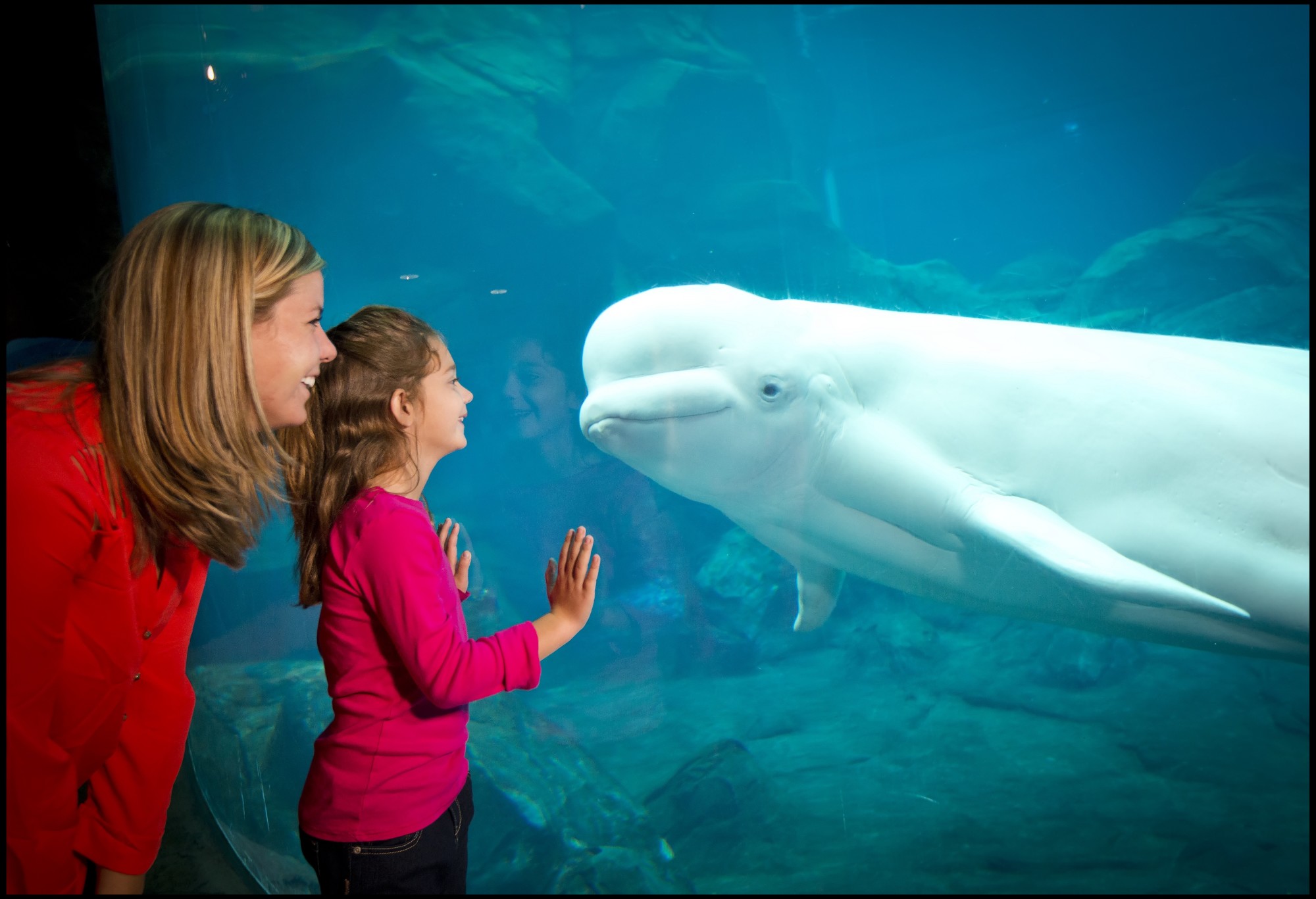 https://mdw-travel-data-us-east-1.s3.amazonaws.com/img/country/United-States/Georgia-Aquarium/img_01.jpg
