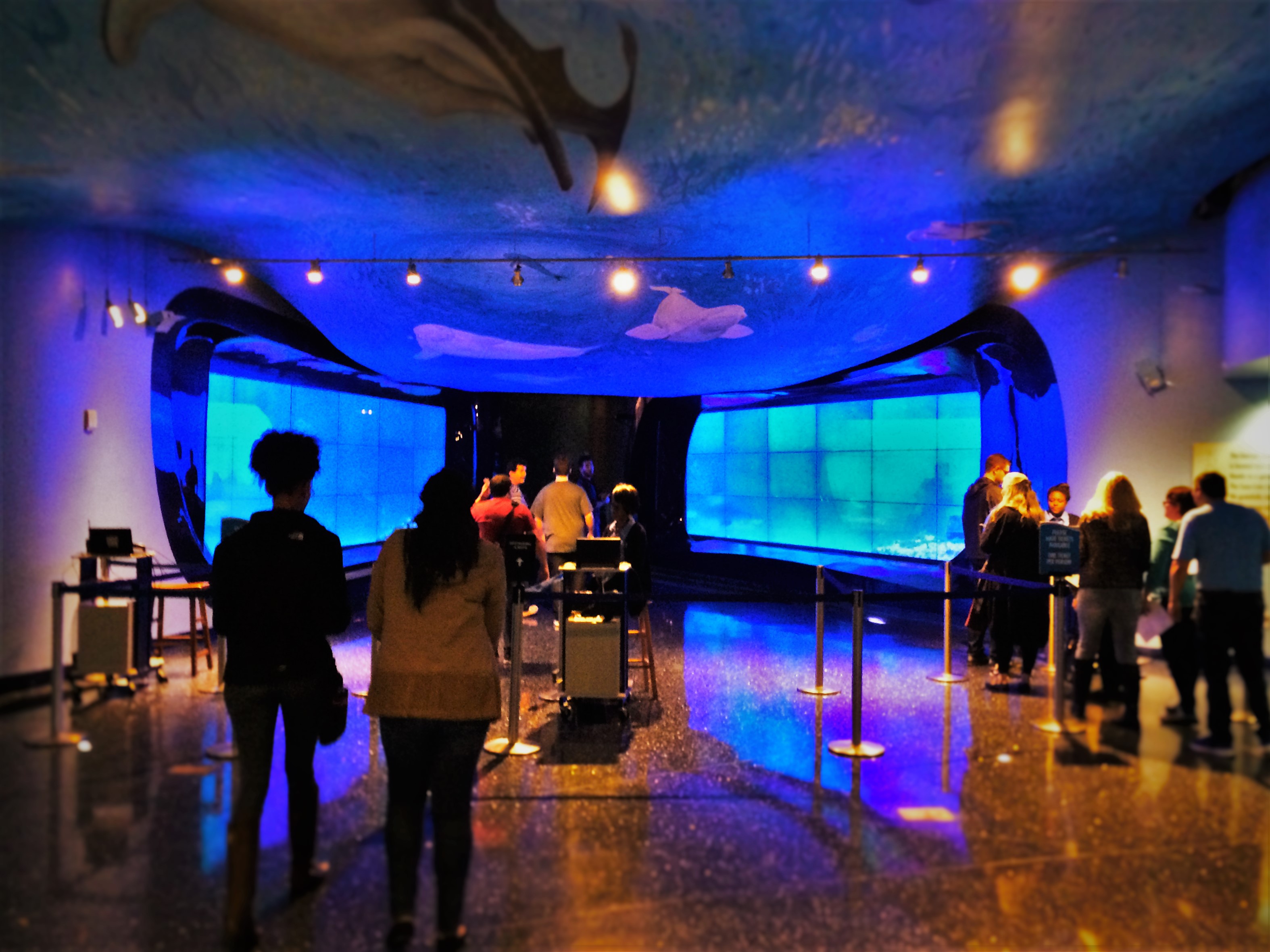 https://mdw-travel-data-us-east-1.s3.amazonaws.com/img/country/United-States/Georgia-Aquarium/img_02.jpg