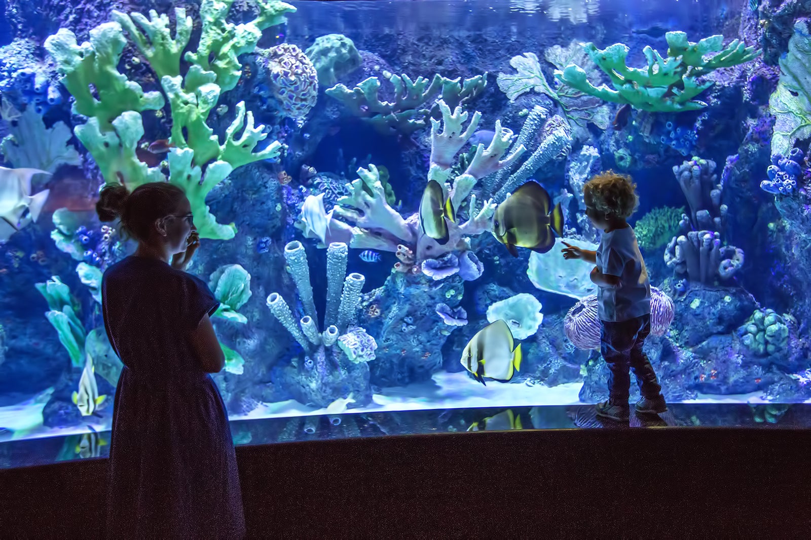 https://mdw-travel-data-us-east-1.s3.amazonaws.com/img/country/United-States/Georgia-Aquarium/img_04.jpg