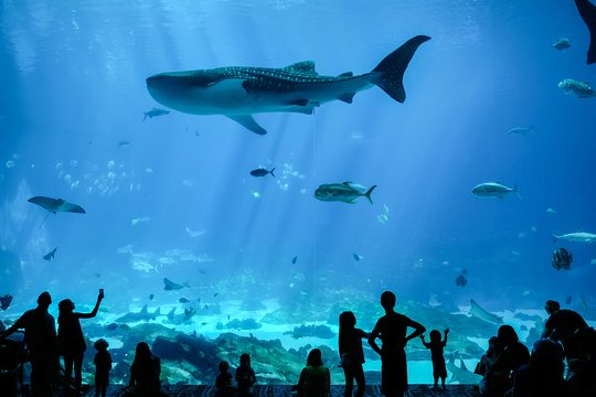 https://mdw-travel-data-us-east-1.s3.amazonaws.com/img/country/United-States/Georgia-Aquarium/img_05.jpg