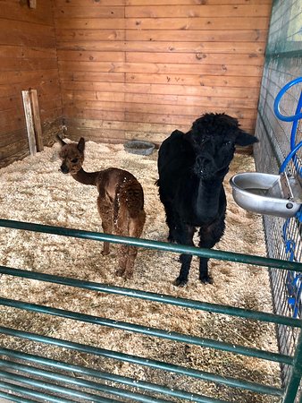 https://mdw-travel-data-us-east-1.s3.amazonaws.com/img/country/United-States/Green-Meadows-Petting-Farm/img_04.jpg