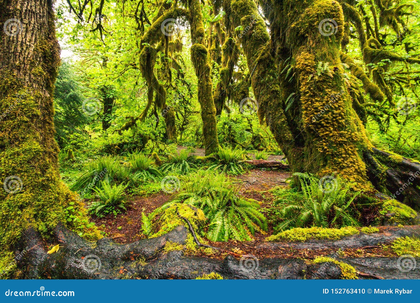 https://mdw-travel-data-us-east-1.s3.amazonaws.com/img/country/United-States/Hoh-Rain-Forest/img_01.jpg