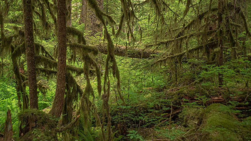 https://mdw-travel-data-us-east-1.s3.amazonaws.com/img/country/United-States/Hoh-Rain-Forest/img_02.jpg