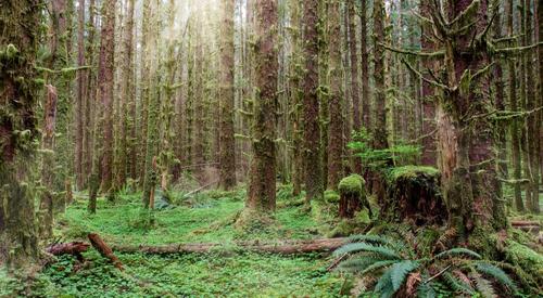 https://mdw-travel-data-us-east-1.s3.amazonaws.com/img/country/United-States/Hoh-Rain-Forest/img_03.jpg
