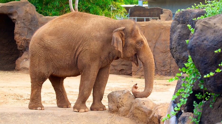https://mdw-travel-data-us-east-1.s3.amazonaws.com/img/country/United-States/Honolulu-Zoo/img_05.jpg