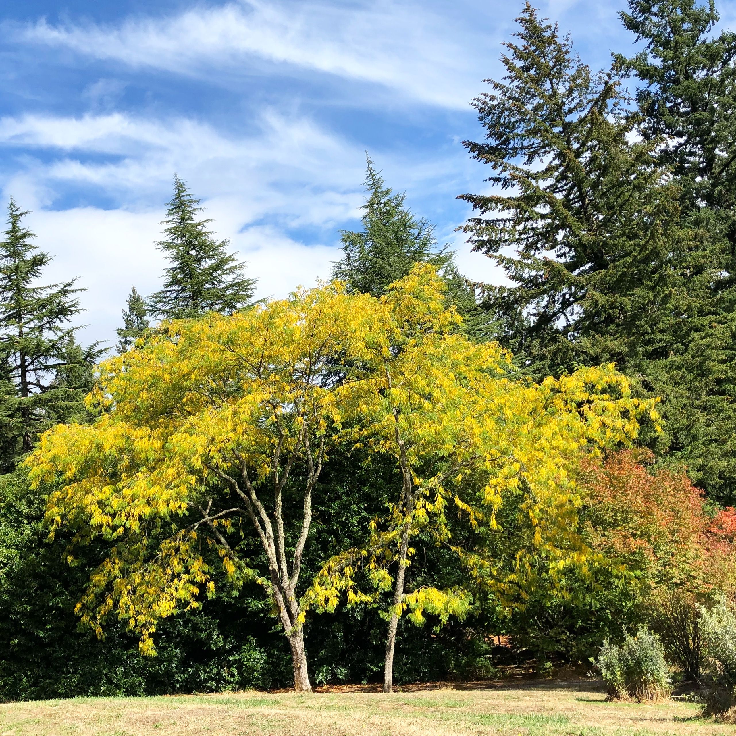 https://mdw-travel-data-us-east-1.s3.amazonaws.com/img/country/United-States/Hoyt-Arboretum/img_01.jpg