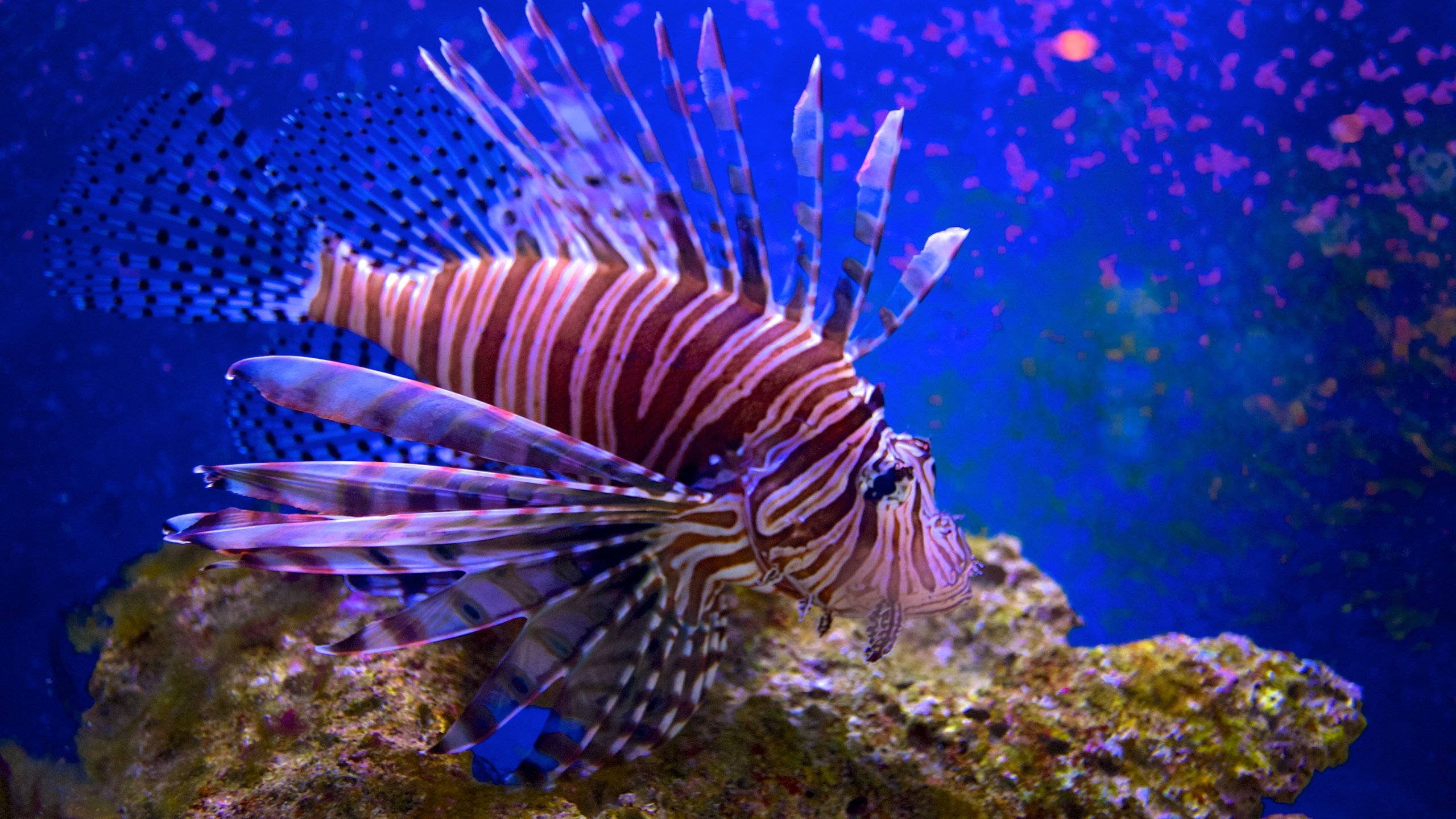 https://mdw-travel-data-us-east-1.s3.amazonaws.com/img/country/United-States/John-Pennekamp-Coral-Reef-State-Park/img_01.jpg