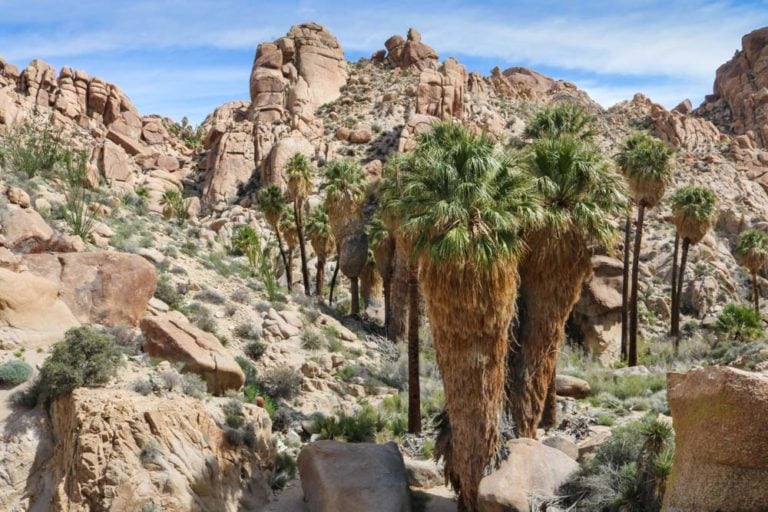 https://mdw-travel-data-us-east-1.s3.amazonaws.com/img/country/United-States/Joshua-Tree-National-Park/img_03.jpg