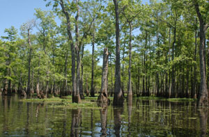 https://mdw-travel-data-us-east-1.s3.amazonaws.com/img/country/United-States/Kisatchie-National-Forest/img_02.jpg