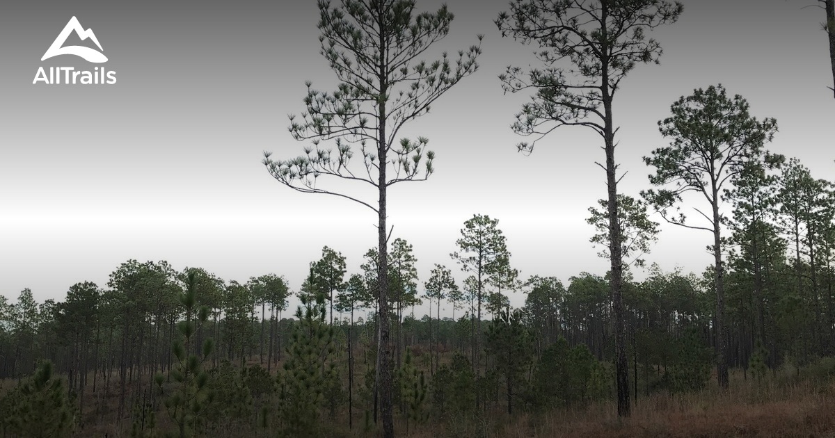 https://mdw-travel-data-us-east-1.s3.amazonaws.com/img/country/United-States/Kisatchie-National-Forest/img_03.jpg